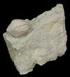Blastoid (Pentremites) Fossil - Illinois #42821-1